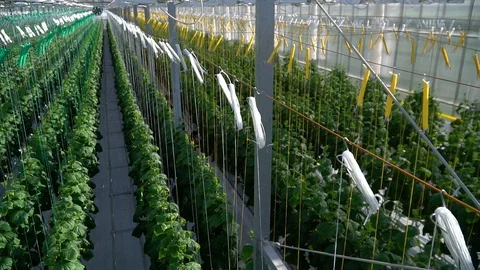 Greenhouse complex. Cultivation of cucumbers Видео 87235074