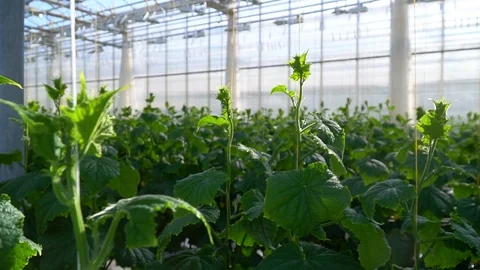 Greenhouse complex. Cultivation of cucumbers 库存影片 87236738