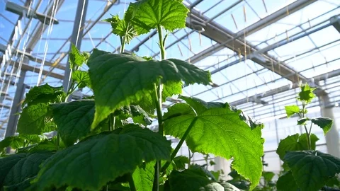 Greenhouse complex. Cultivation of cucumbers Video stock 87237443