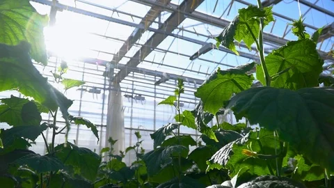 Greenhouse complex. Cultivation of cucumbers 스톡 동영상 87238270