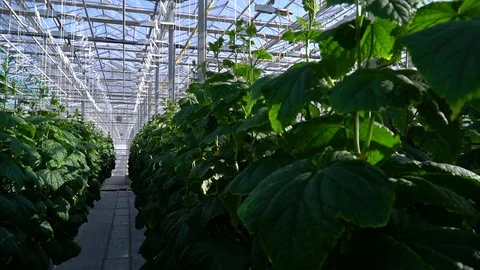 Greenhouse complex. Cultivation of cucumbers 库存影片 87238729