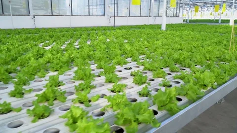 Greenhouse complex. Cultivation of cucumbers Видео 88199531