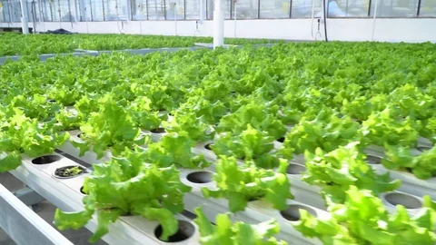 Greenhouse complex. Cultivation of cucumbers Stockbeeldmateriaal 88199613
