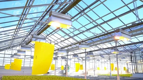 Greenhouse complex. Cultivation of cucumbers Stock Footage 88199963