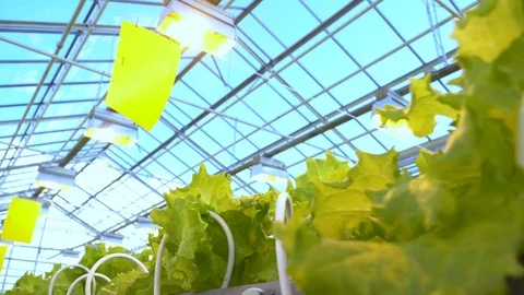 Greenhouse complex. Cultivation of cucumbers Stock Footage 88200122