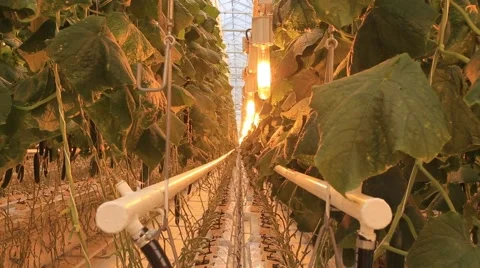 The greenhouse complex for growing cucumbers Stock Footage 68578856