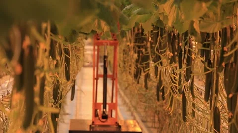 The greenhouse complex for growing cucumbers Stock-Footage 68578890