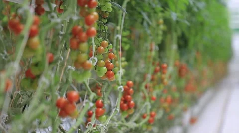 The greenhouse complex for growing tomatoes Stock Footage 68578967