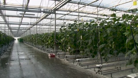 Greenhouse complex for growing vegetables. Growing cucumbers on industrial scale Stock Footage 152473881