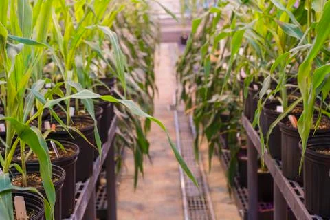 Greenhouse corn rows in pots Stock Photos