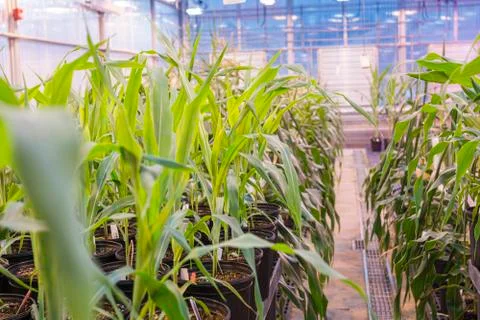 Greenhouse corn rows in pots Stock Photos