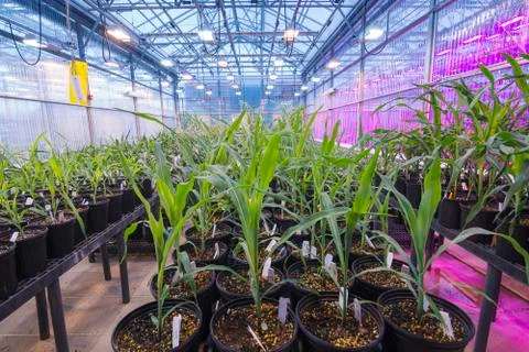 Greenhouse corn rows in pots Stock Photos