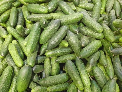 Greenhouse cucumbers as a background Stock Photos