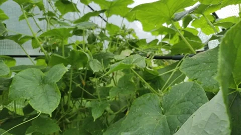 Greenhouse with cucumbers, dense foliage of cucumbers Stock Footage 252732182