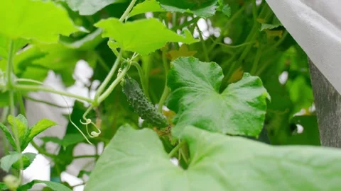 Greenhouse with cucumbers, dense foliage of cucumbers Stock Footage 252877944