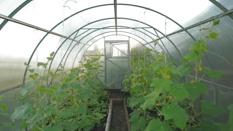 Greenhouse with cucumbers Stock Footage 95274065