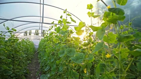 Greenhouse with cucumbers in the rays of the setting sun. Agriculture. Видео 135962232