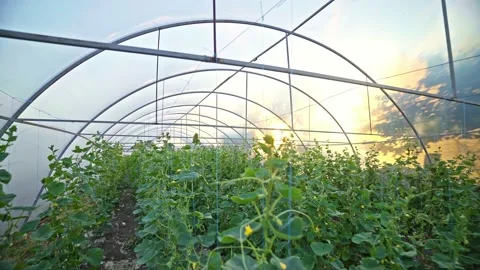 Greenhouse with cucumbers in the rays of the setting sun. Hothouse. Stock-Footage 143386820