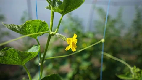 Greenhouse with cucumbers in the rays of the setting sun. Early harvest. Stock Footage 151537255