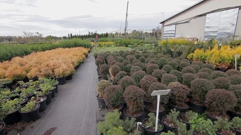Greenhouse with different plants in pots Stock Footage 122870510
