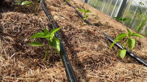 Greenhouse drip irrigation Stock Footage 246328205