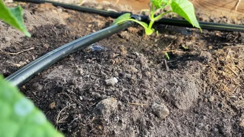 Greenhouse drip irrigation Stock Footage 246329965