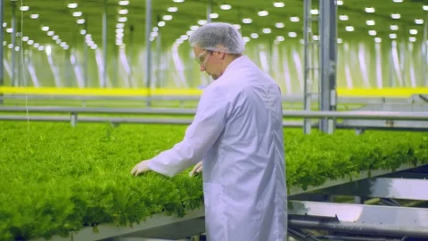 A greenhouse employee in the middle plan is sorting through lettuce leaves, a Vidéo 261847082