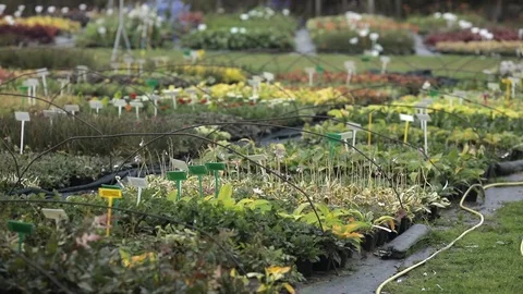 Greenhouse with even rows of different plants Stock Footage 122917998