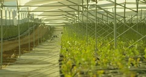 Greenhouse farm 動画素材 91448679