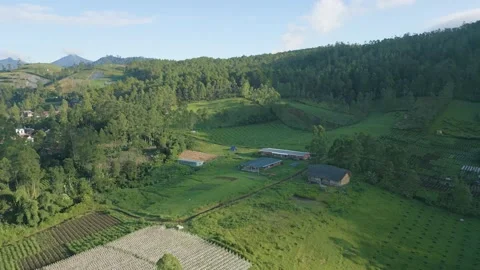 Greenhouse Farmland Coffee Indonesia Java Stock Footage 201394242