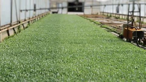 Greenhouse Filled with Cabbage Seedlings Ready for Agricultural Planting Vidéo 345021566