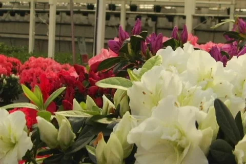 Greenhouse flowers Stock Footage 149984