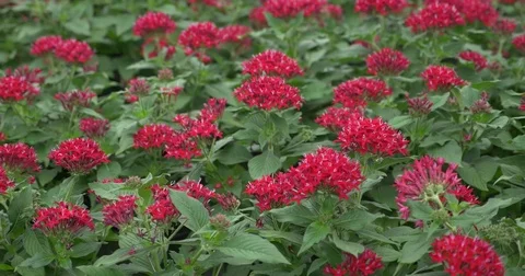 Greenhouse Flowers Stock Footage 74585729