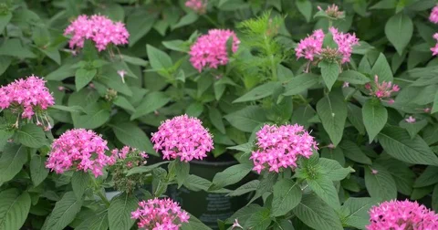 Greenhouse Flowers Video stock 74585740