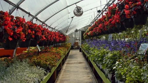 Greenhouse with Flowers Stock Footage 244370329