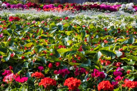 Greenhouse flowers Stock Photos