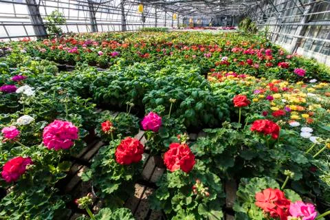 Greenhouse flowers Stock Photos