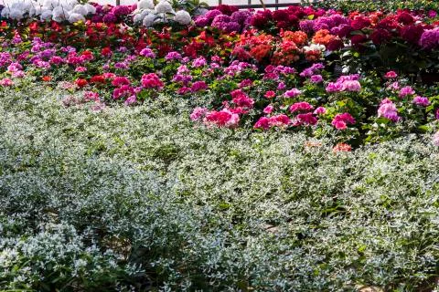 Greenhouse flowers Stock Photos