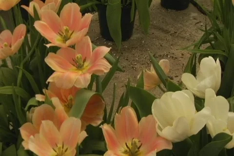 Greenhouse flowers2 Stock Footage 149991