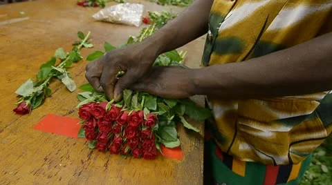 Greenhouse Stock Footage 10571839