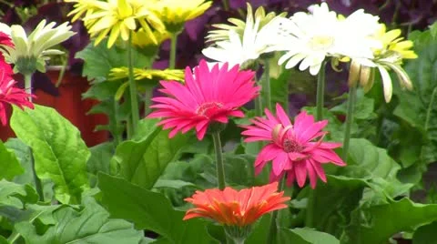 Greenhouse 스톡 동영상 10973591