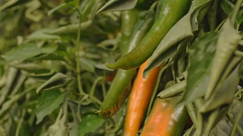 In the Greenhouse Stock Footage 113319806