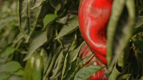 In the Greenhouse Stock Footage 113319809