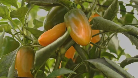 In the Greenhouse Stock Footage 113319827