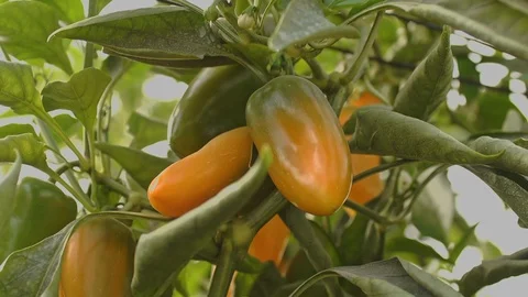 In the Greenhouse Stock Footage 113319829