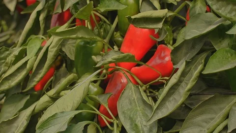 In the Greenhouse Stock Footage 113319835