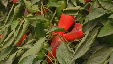 In the Greenhouse Stock Footage 113319838