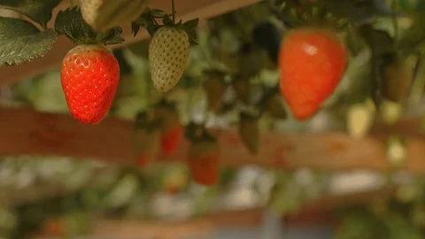 In the Greenhouse Stock Footage 113319850