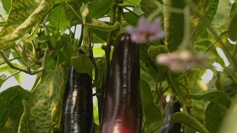 In the Greenhouse Stock Footage 113319857