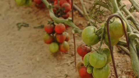 In the Greenhouse Stock Footage 113319865